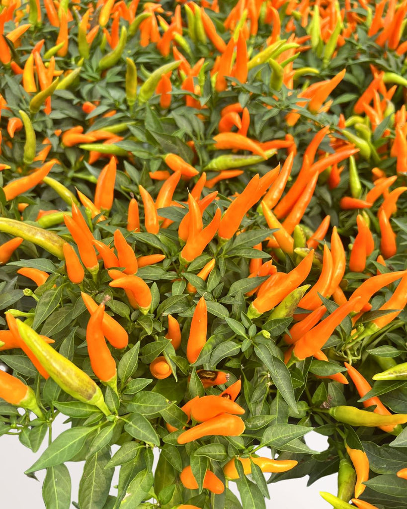Ornamental Pepper 6” Pot - Chilly Chili