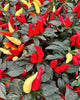 Ornamental Pepper 6” Pot - Medusa