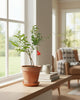 Ornamental Pomegranate | Buy Online Pro Tip and Care Guide - Delivery from Toronto across Canada - Mygreenscape