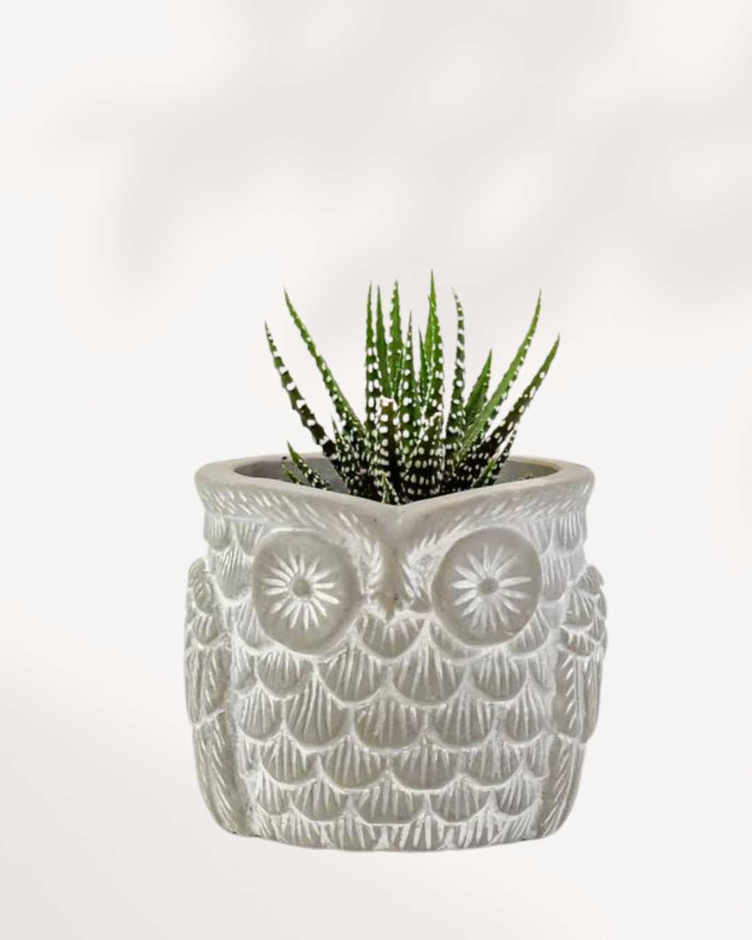 Otis the Owl Pot