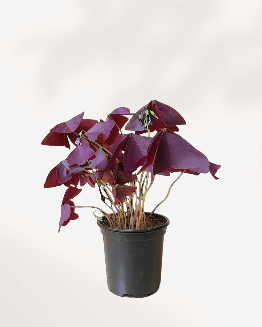 Oxalis Shamrock 4" Pot - Purple