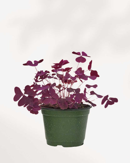Oxalis Shamrock