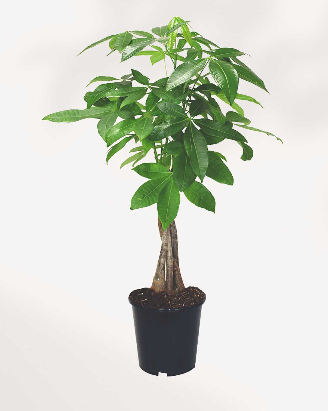 Money Tree - Pachira 8" Pot - Large