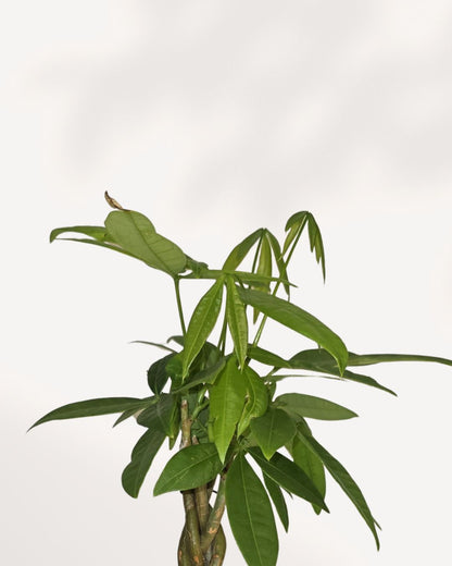 Pachira Mini Money Tree