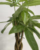 Pachira Mini Money Tree