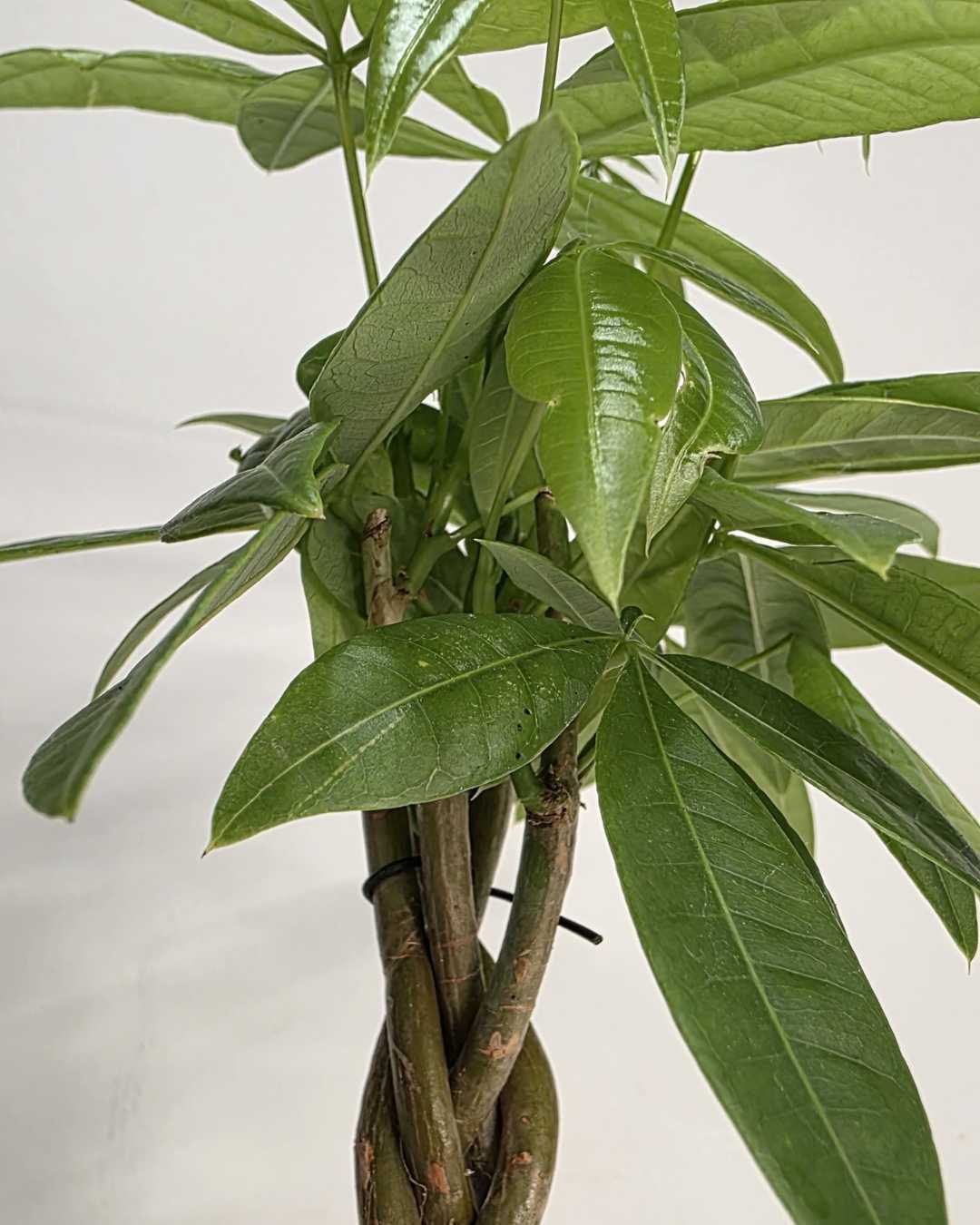 Pachira Mini Money Tree
