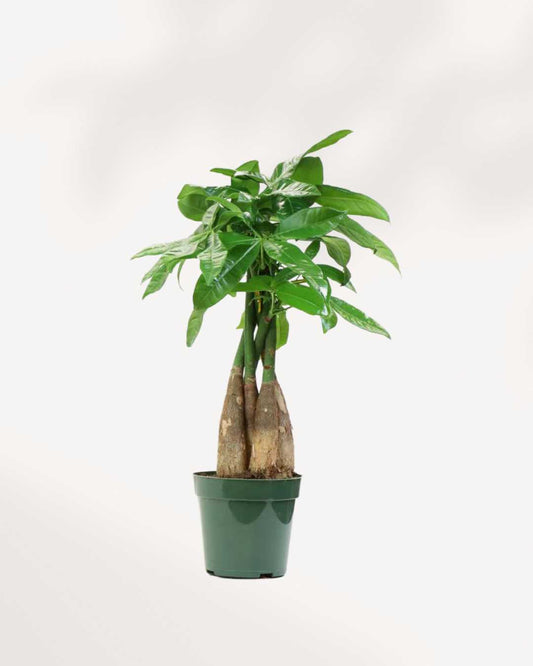 Money Tree - Pachira 4" Pot - Small