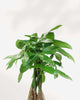 Close-up of Money Tree's braided trunk and hand-shaped leaves