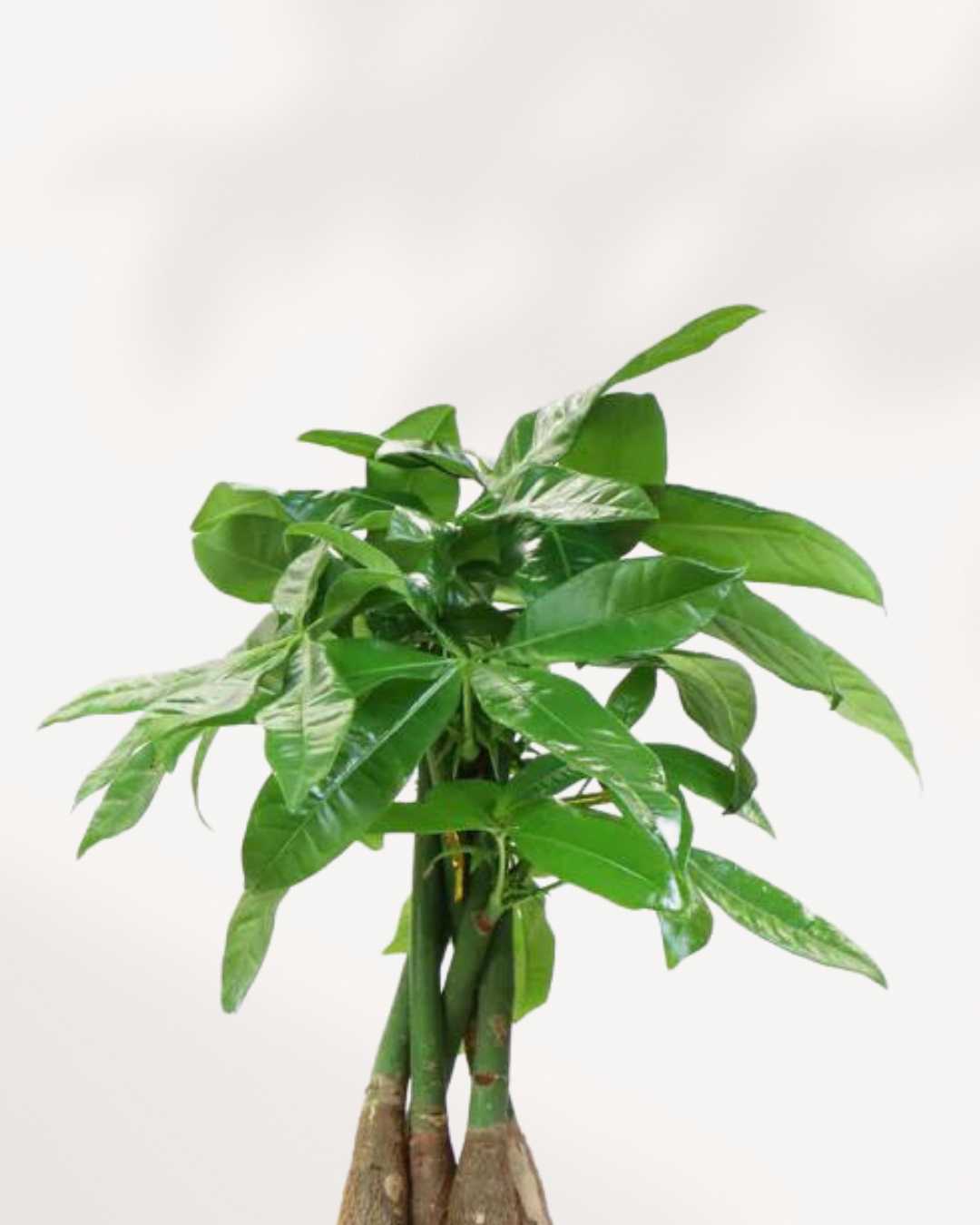 Close-up of Money Tree's braided trunk and hand-shaped leaves