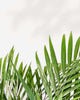 Areca Palm plant in a pot