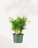 Areca Palm - Dypsis Lutescens 6" Pot - Medium