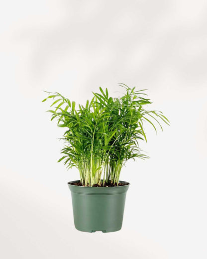 Areca Palm - Dypsis Lutescens 6" Pot - Medium