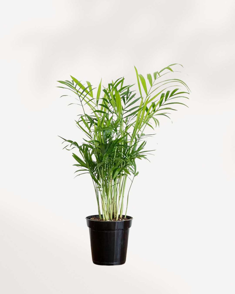 Areca Palm - Dypsis Lutescens 4" Pot - Small