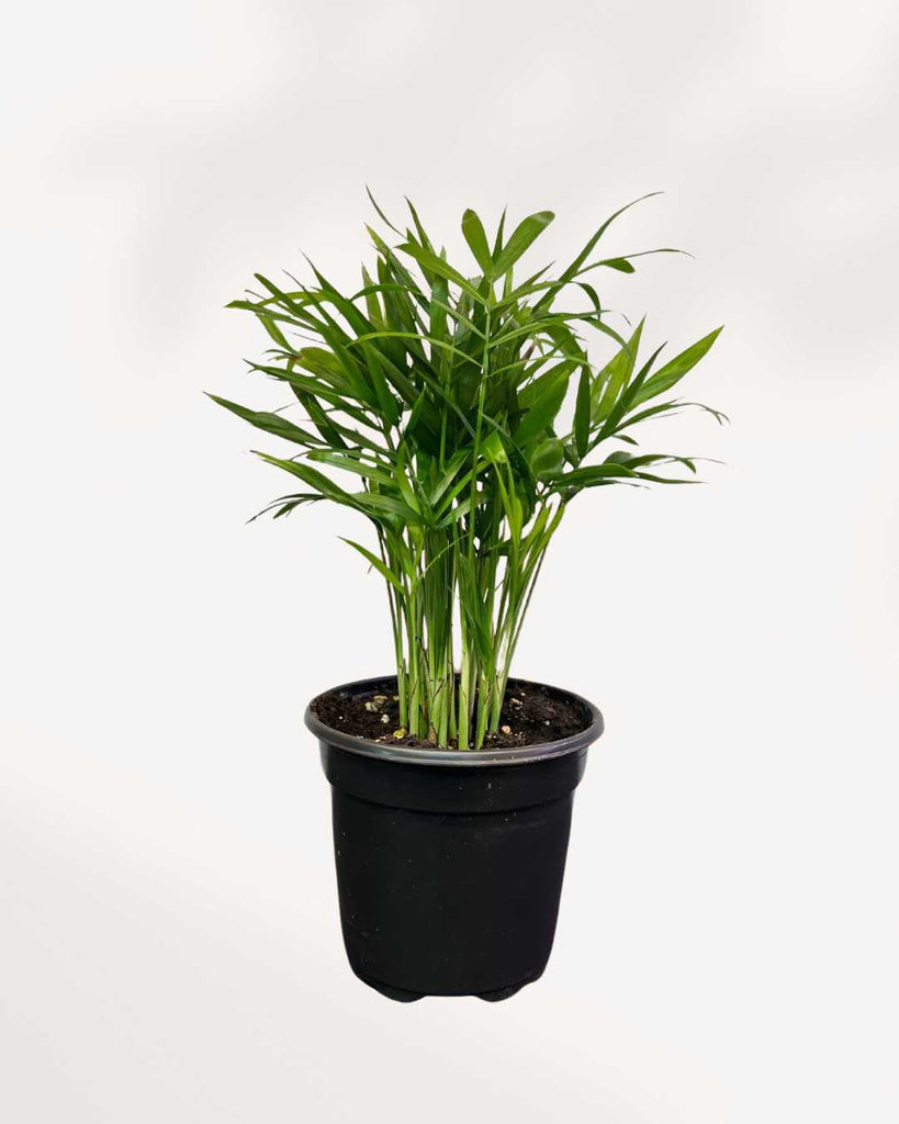 Parlour Palm 4" Pot - Small