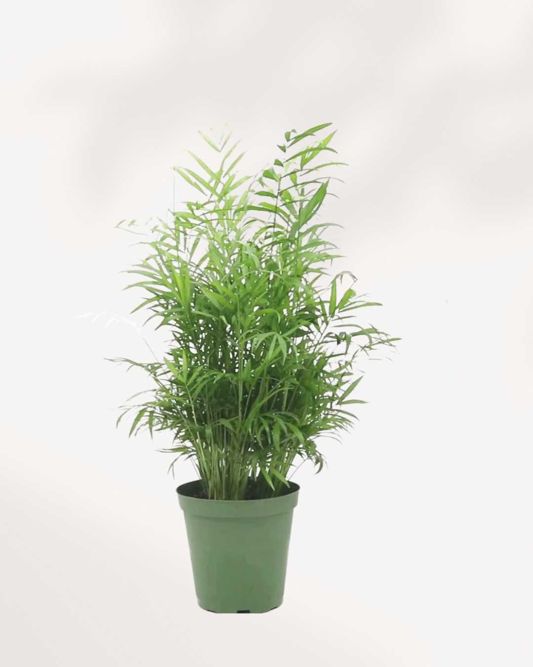 Parlour Palm 6" Port - Medium
