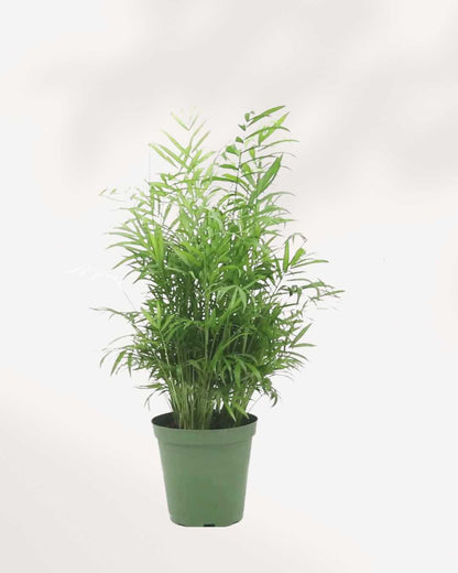 Parlour Palm 6" Port - Medium