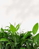 Peace Lily plant with elegant white blooms, air-purifying and low-maintenance – buy online for Canada-wide delivery