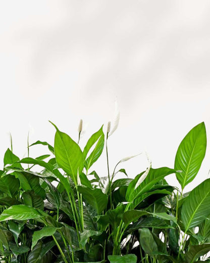 Peace Lily plant with elegant white blooms, air-purifying and low-maintenance – buy online for Canada-wide delivery