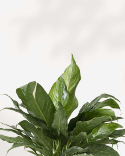 Peace Lily Domino