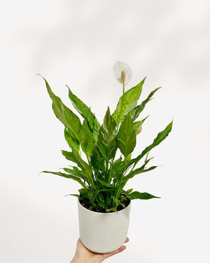 Peace Lily Domino