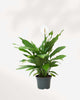 Peace Lily plant with elegant white blooms, air-purifying and low-maintenance – buy online for Canada-wide delivery