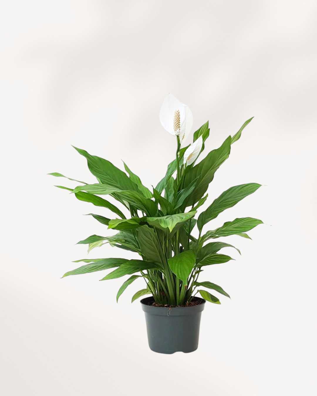 Peace Lily plant with elegant white blooms, air-purifying and low-maintenance – buy online for Canada-wide delivery