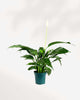 Peace Lily plant with elegant white blooms, air-purifying and low-maintenance – buy online for Canada-wide delivery