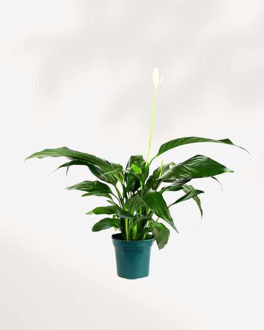 Peace Lily plant with elegant white blooms, air-purifying and low-maintenance – buy online for Canada-wide delivery