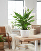 Peace Lily plant with elegant white blooms, air-purifying and low-maintenance – buy online for Canada-wide delivery