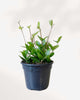 Peperomia Angulata 4" Pot - Small