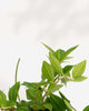 Peperomia Angulata