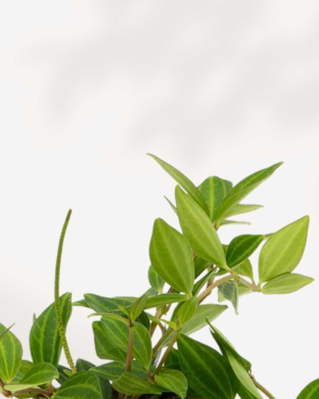 Peperomia Angulata