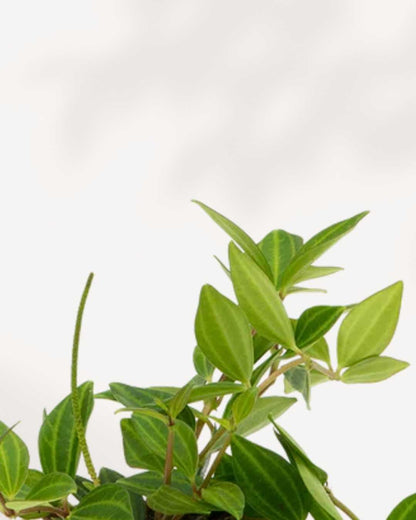 Peperomia Angulata