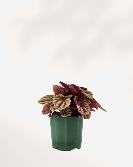 Peperomia Caperata Quito | Buy Online