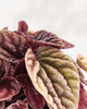 Peperomia Caperata Quito | Buy Online