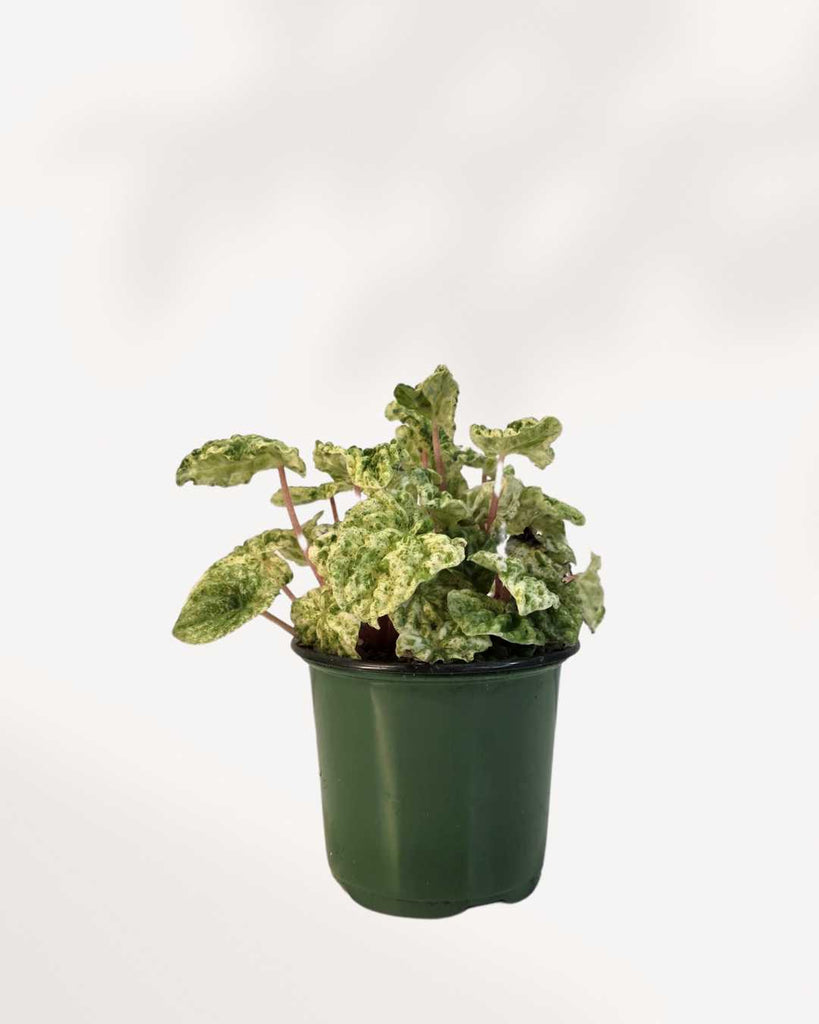 Peperomia Caperata Variegata 3.5" Pot - Small
