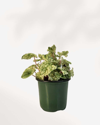 Peperomia Caperata Variegata 3.5" Pot - Small