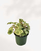 Peperomia Caperata Variegata