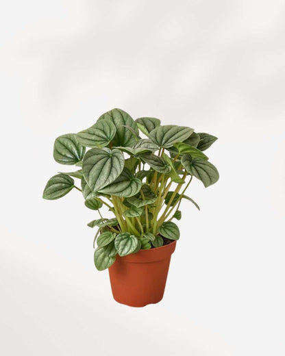 Peperomia Frost 3.5" Pot - Small