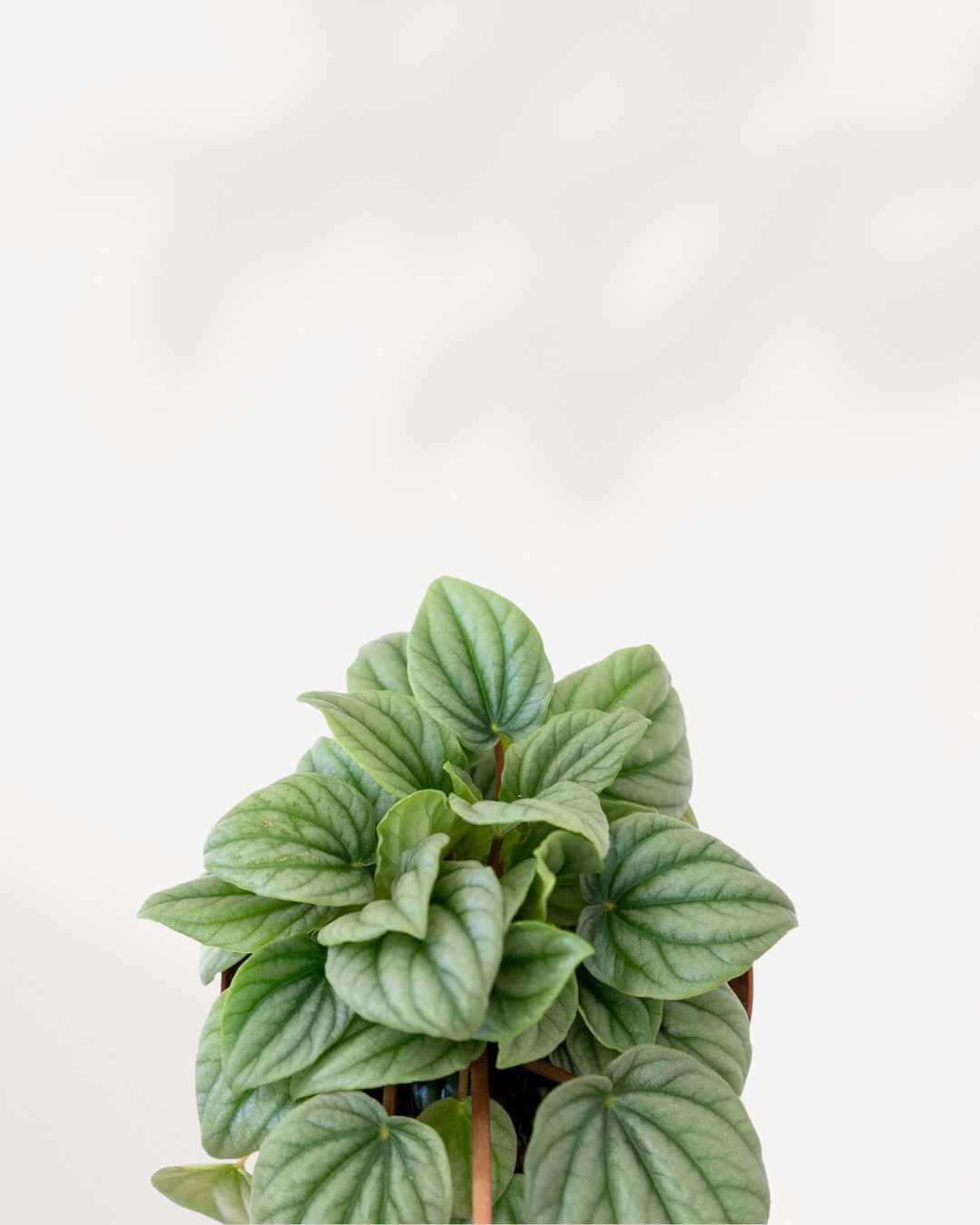 Peperomia Frost plant in a small pot on display