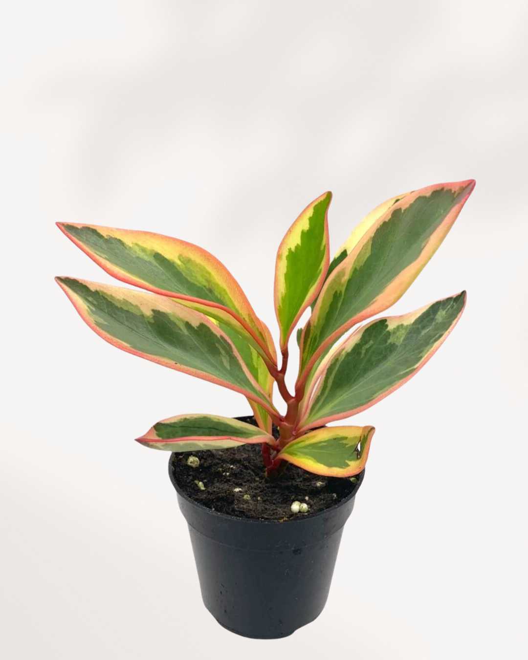 Close-up of Peperomia Ginny's tricolor pink, green, and cream leaves