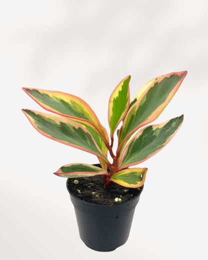 Close-up of Peperomia Ginny's tricolor pink, green, and cream leaves