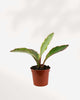 Peperomia Ginny - Tricolor - Peperomia Clusiifolia 2.5" Pot - Small