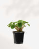 Peperomia Green Ripple showing deeply textured leaves
