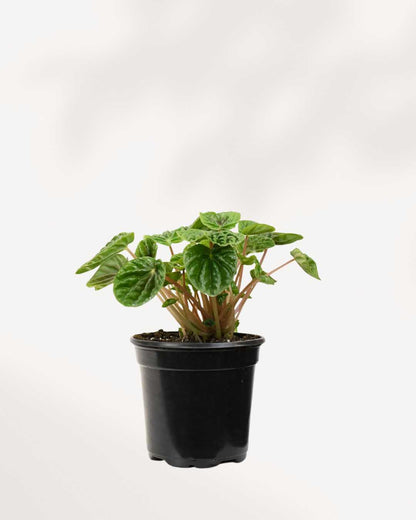 Peperomia Green Ripple showing deeply textured leaves