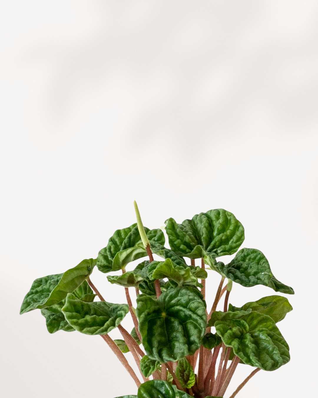 Close-up of Peperomia Green Ripple's rippled leaf texture