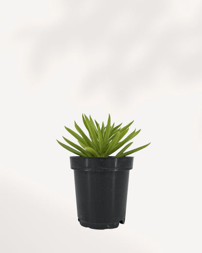 Peperomia Happy Bean