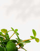 Peperomia Hope in a small pot showing round trailing leaves