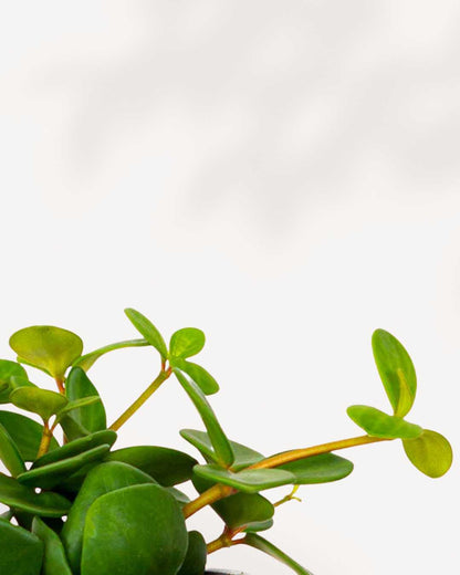 Peperomia Hope in a small pot showing round trailing leaves
