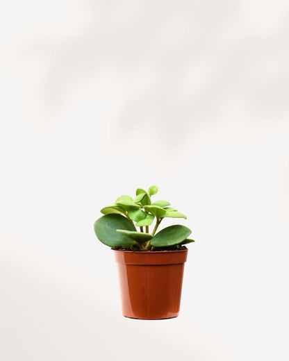 Peperomia Hope - Peperomia Tetraphylla 2.5" Pot - XSmall